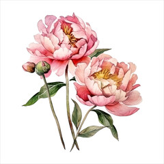 Fototapeta premium Peony flower isolated in white background. watercolor vector for wedding invitation, printing, sublimation, mug, tshirt, tumbler