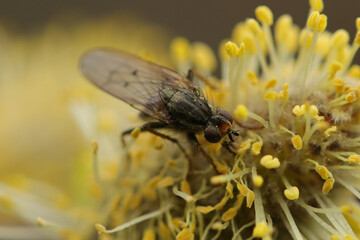 Scatophage du fumier (Scathophaga stercoraria)
