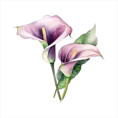 Calla lily flower isolated in white background. watercolor vector for wedding invitation, printing, sublimation, mug, tshirt, tumbler