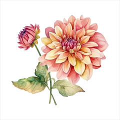 Dahlia flower isolated in white background. watercolor vector for wedding invitation, printing, sublimation, mug, tshirt, tumbler