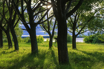 landscape with a path at the edge of the forest