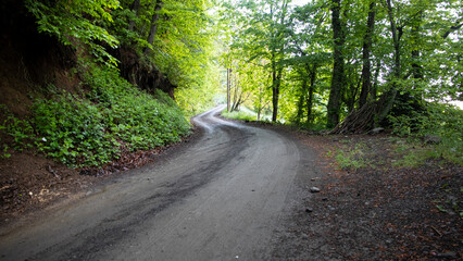 Naklejka premium road in the forest
