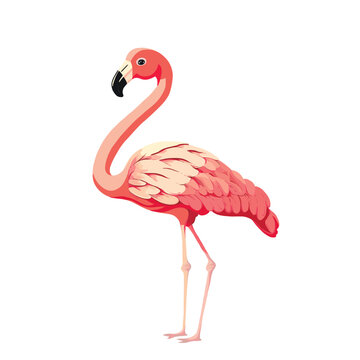 Pink flamingo. Exotic bird vector illustration