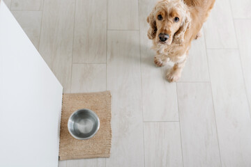 English cocker spaniel dog drinking water from bowl on the floot in the kitchen home