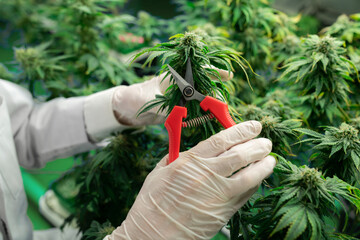 Closeup scientist gently trims gratifying cannabis plant leaves with secateurs to ensure high quality in curative indoor medical cannabis farm. Concept of grow facility cannabis cultivation.