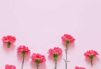 pink carnation flowers on pink background