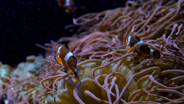 fish swimming on bottom with algae beautiful background soothing music falling relax screen saver space for text marine ocean life Amphiprion ocellaris clownfish Nemo Vancouver Aquarium, BC, Canada