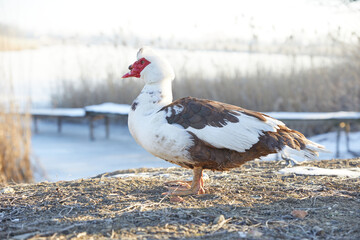 Muscovy duck. Close-up of a Cairina moschata duck.