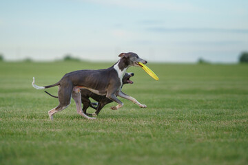 two greyhound dogs run on the lawn. Whippet plays on grass. Active pet