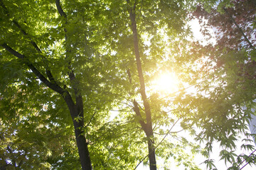 fresh green leaf and sunlight in forest