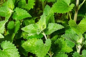 Fresh green mint leaves background