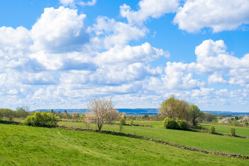 Landscape view with fields and flowering fruit trees