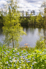 Forget me not flowers on a lake meadow