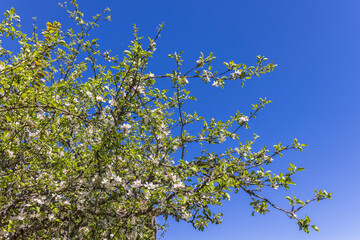 Blooming Apple tree at a blue sky in a garden