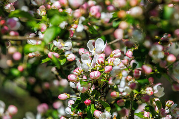 Cherry branch blooming in the spring
