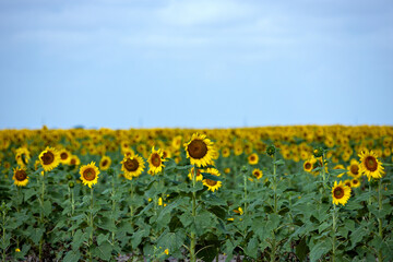 Giant sunflower field in South Texas