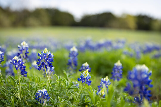 Field of bluebonnets in Central Texas during spring