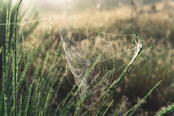 Spiderweb with dew drops in tall grass