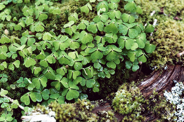 Clovers and moss on log