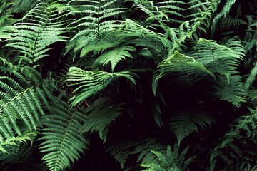 Green ferns and dark shadows