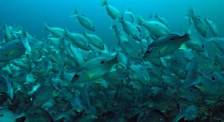 Fototapeta na wymiar Large school of One Spotted trevally fish in Thailand