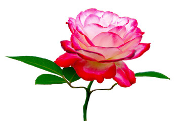 Obraz premium The color of the rose petals are red and white. Jubile du Prince de Monaco. The beautiful flower bloom and the green leaves are isolated.