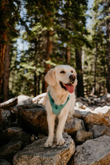 Young English Cream Golden Retriever Smiling on Summer Rocky Hike