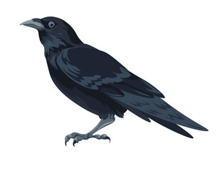 Large black bird, crow or raven avian animals