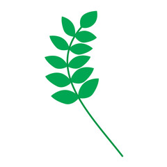 Fototapeta premium green leaf isolated on white background