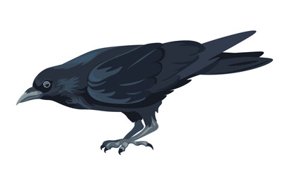 Large black bird, raven or crow animal of forest