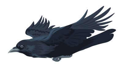 Large black bird, flying crow or rook avian animal