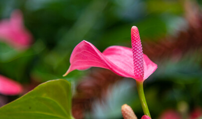 Gorgeous flower, Anthurium andraeanum in the natural garden background. Shallow depth of the field. 