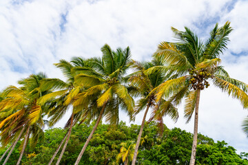 Naklejka premium tropical summer palm tree. tropical summer palm plant. exotic tropical summer palm