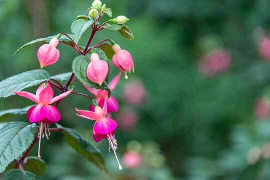 Selective focus of Fuchsia magellanica, pink flower in the garden. Hummingbird fuchsia or hardy fuchsia is a species of flowering plant in the family of Evening Primrose.  Floral background.