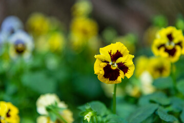 Selective focus view of the Viola flower -  one of the most popular bedding plants for cool weather.
