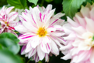 Obraz premium Gorgeous dahlia flower in real garden. Shallow depth of field.