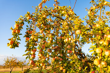 photo of ripe apple tree harvest. ripe apple harvest. ripe apple harvest on tree branch.