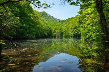 【青森県十和田市-長沼】新緑の長沼-蔦の沼巡りの小径。新緑の時期の森林浴は医者いらず？