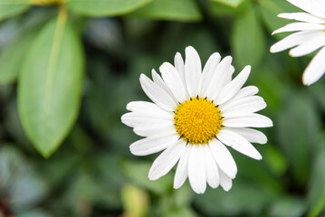 Obraz premium Lovely white daisy flower on the natural garden background. Shallow depth of field. 