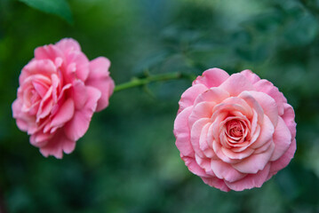 Pink rose (Rosa) - beautiful, fresh and soft flower on the green deep background.