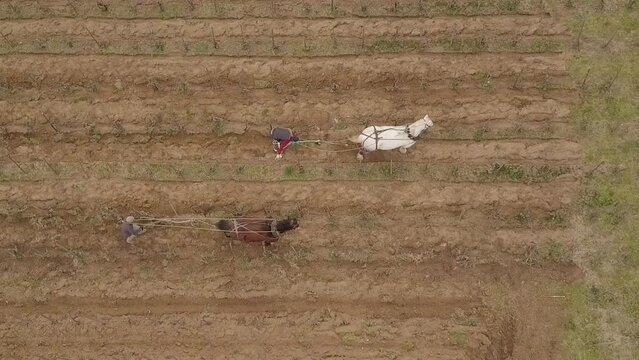 Plowing Season, Draft Horse Working In Vineyard Field, Aerial View