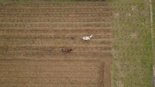 Aerial Topdown - Wine Maker Using A Draft Horse And A Plow In A Rural Landscape With Vineyard