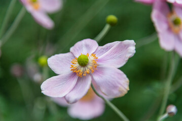 Obraz premium Japanese anemone flower on the natural garden background. 
