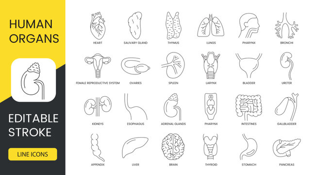 Human organs line icon set in vector, esophagus and kidney, ureter and bladder, larynx and spleen, ovaries and bronchi, pharynx and lungs, thymus and salivary, gland and heart. Editable stroke.