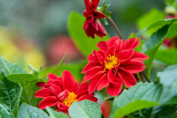 Gorgeous dahlia flower in real garden. Shallow depth of field.