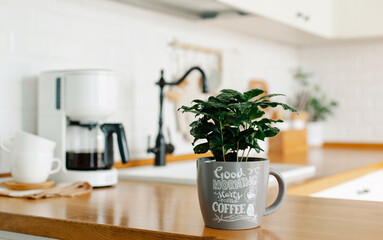Coffee tree plant on wooden table, view on white kitchen in scandinavian style