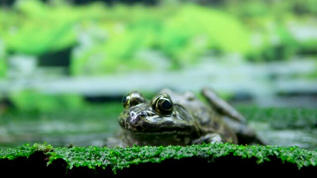 African Bullfrog Mating On Water frog in aquarium transparent water algae stones sitting frozen bulging eyes huge waterfowl disgust background nature natural life aquarium vancouver british columbia