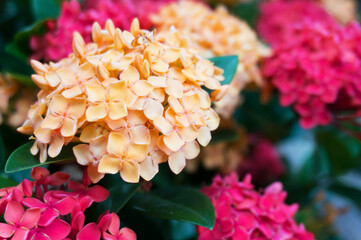 spike flower red in nature ( Common Name Ixora coccinea, Rubiaceae) in spring.