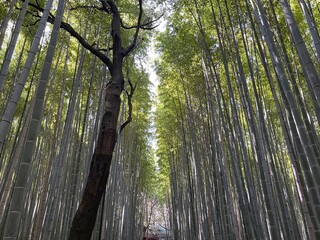 Bamboo forest in Arashiyama, Kyoto