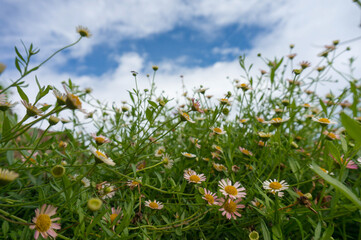 Beautiful fresh chamomiles in grass, Daisies in the foreground, blue sky on background